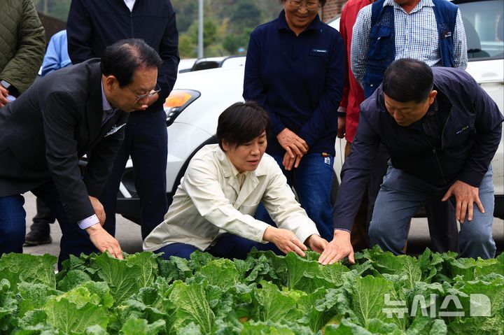 [세종=뉴시스]송미령 농림축산식품부 장관이 26일 김장배추 주산지인 충북 괴산군을 찾아 현장 작황을 점검하고 있다. (사진=농식품부 제공)