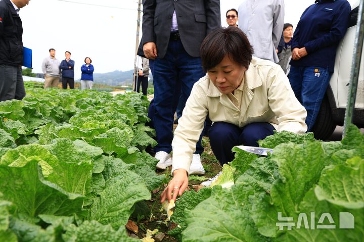 [세종=뉴시스]송미령 농림축산식품부 장관이 26일 김장배추 주산지인 충북 괴산군을 찾아 현장 작황을 점검하고 있다. (사진=농식품부 제공)