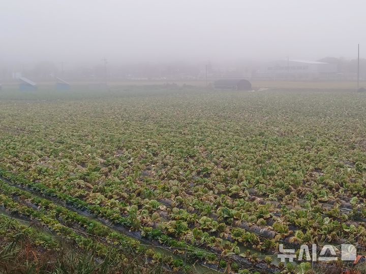 [괴산=뉴시스] 충북 괴산군의 배추 무름병 피해 현장 (사진= 괴산군 제공) 2025.10.27. photo@newsis.com *재판매 및 DB 금지