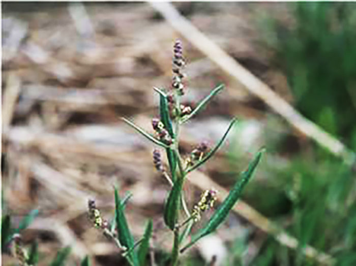 [목포=뉴시스]섬·연안 자생식물 가는갯능쟁이. (사진=국립호남권생물자원관 제공) 2025.10.27. photo@newsis.com *재판매 및 DB 금지