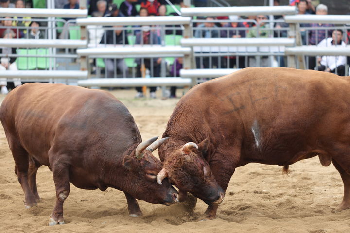 2025보은대추축제 이벤트 '소 힘겨루기'(사진=보은군 제공) *재판매 및 DB 금지