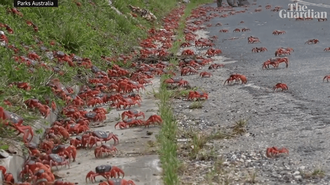 [뉴시스] 붉은 게가 도로에서 이동하는 모습 (사진=가디언) 2025.10.25. *재판매 및 DB 금지