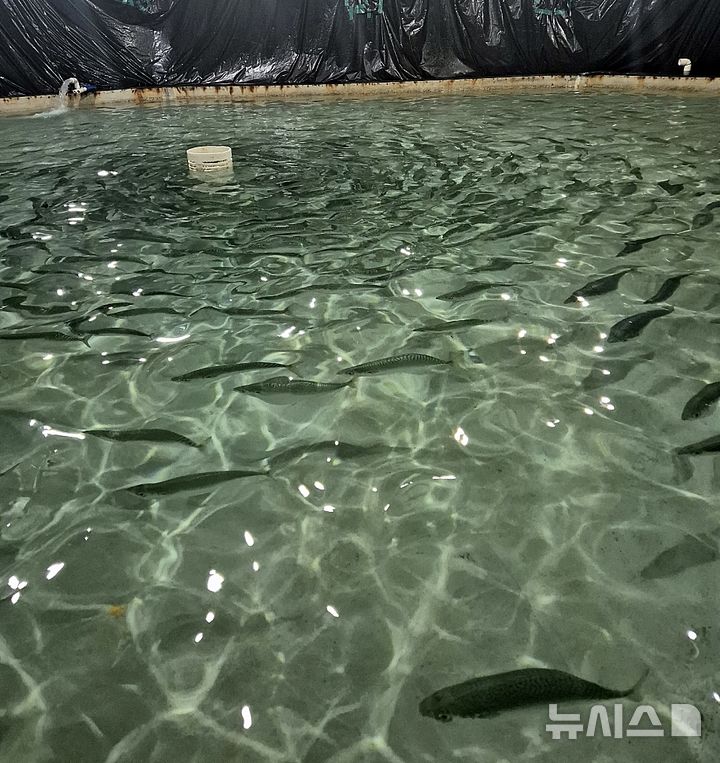 고등어로 '세계 제패의 꿈'...제주 스타트업 성장 배경은? - 뉴스 썸네일 이미지