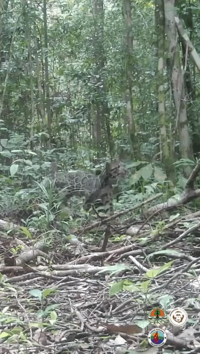 [뉴시스]멸종 위기종인 보르네오 구름표범이 두 마리의 새끼와 함께 있는 모습이 트레일 카메라에 담겼다.(사진=오랑우탄 재단 인스타그램)2025.10.25. *재판매 및 DB 금지