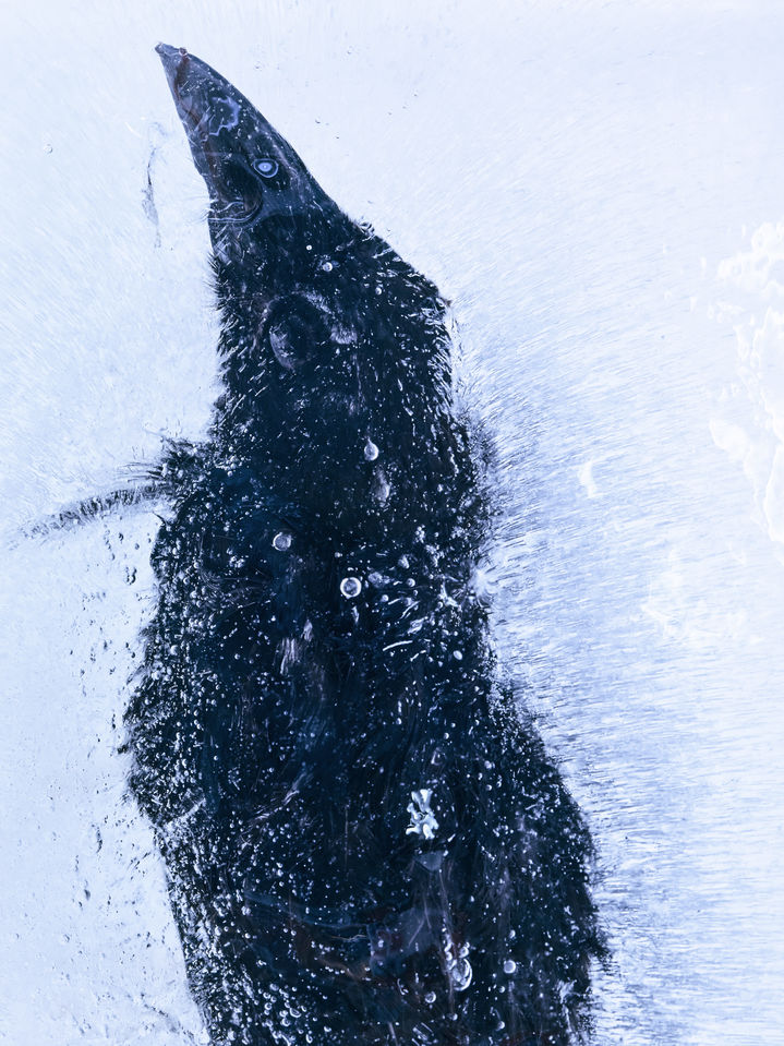 〈FROZEN GAZE_364639〉, 2024, Pigment print ⓒ 조선희 *재판매 및 DB 금지