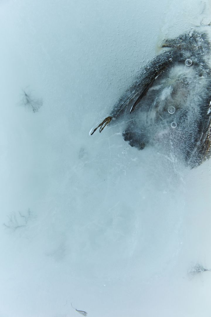 〈FROZEN GAZE_100020〉, 2020, Pigment print ⓒ 조선희 *재판매 및 DB 금지