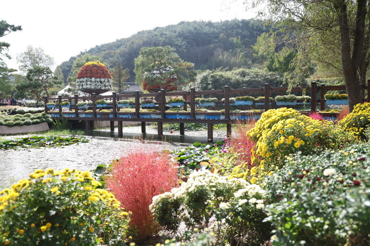 [태안=뉴시스] 지난해 10월28일 충남 태안군 원북면 옥파 이종일 생가에서 열린 태안국화축제 주간 개장 모습. (사진=태안군 제공) 2025.10.27. photo@newsis.com *재판매 및 DB 금지