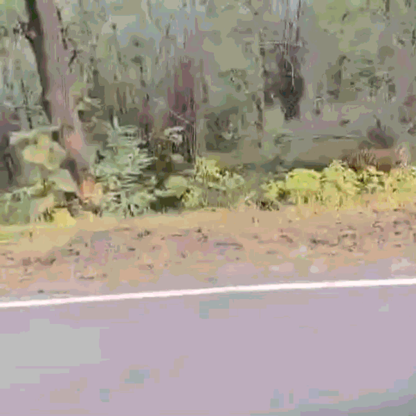 [뉴시스] 인도의 타도바 안다리 호랑이 보호구역 주변 도로에서 호랑이가 도로 위 운전자와 보행자를 위협하는 모습이 포착됐다. (사진=인스타그램캡처) 2025.10.26 *재판매 및 DB 금지