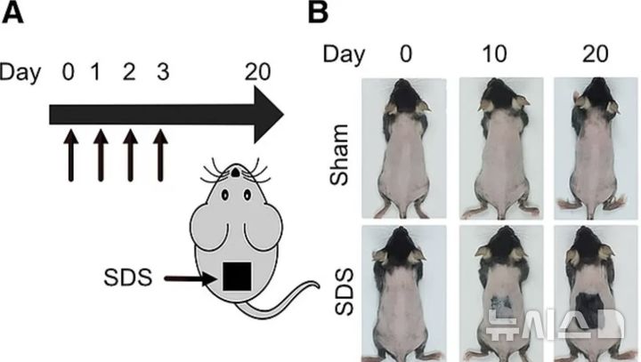 [뉴시스] 대만 연구진이 진행한 동물실험에서 탈모 치료의 새로운 가능성이 포착됐다. (사진=더선) 2025.10.26 