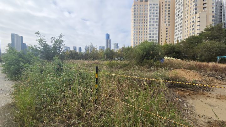 [세종=뉴시스] 송승화 기자 = 잡초와 잔목들이 우거져 있는 세종호수공원 인근 모습. 2025.10.27. ssong1007@newsis.com *재판매 및 DB 금지