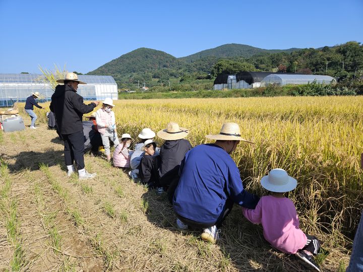[거제=뉴시스] 신정철 기자= 경남 거제시는 '거제 30인의 아빠단'의 다섯 번째 프로그램인 벼 수확 체험을 진행했다고 27일 밝혔다.사진은 지난 25일과 26일 거제면 들녁에서 쌀이 생산되는 전 과정을 배우고, 벼 베기·탈곡 등 수확의 과정을 직접 체험하는 아이와 아빠 모습.(사진=거제시 제공).2025.10.27. photo@newsis.com *재판매 및 DB 금지