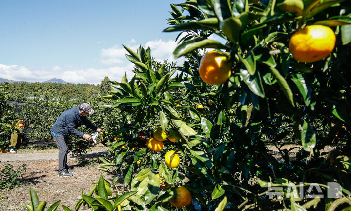 [서귀포=뉴시스] 우장호 기자 = 완연한 가을 날씨를 보이는 27일 오전 제주 서귀포시 남원읍 휴애리자연생태공원에서 관광객들이 감귤 따기 체험을 하고 있다. 2025.10.27. woo1223@newsis.com