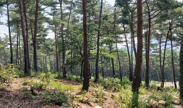 [보령=뉴시스] 국립기억의숲 전경. (사진=보령시청 제공) 2025.10.28. photo@newsis.com *재판매 및 DB 금지