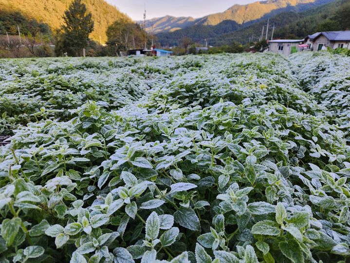 [강릉=뉴시스] 강릉 왕산 한 밭의 작물 위로 서리가 내린 모습.2025.10.28.grsoon815@nesis.com *재판매 및 DB 금지