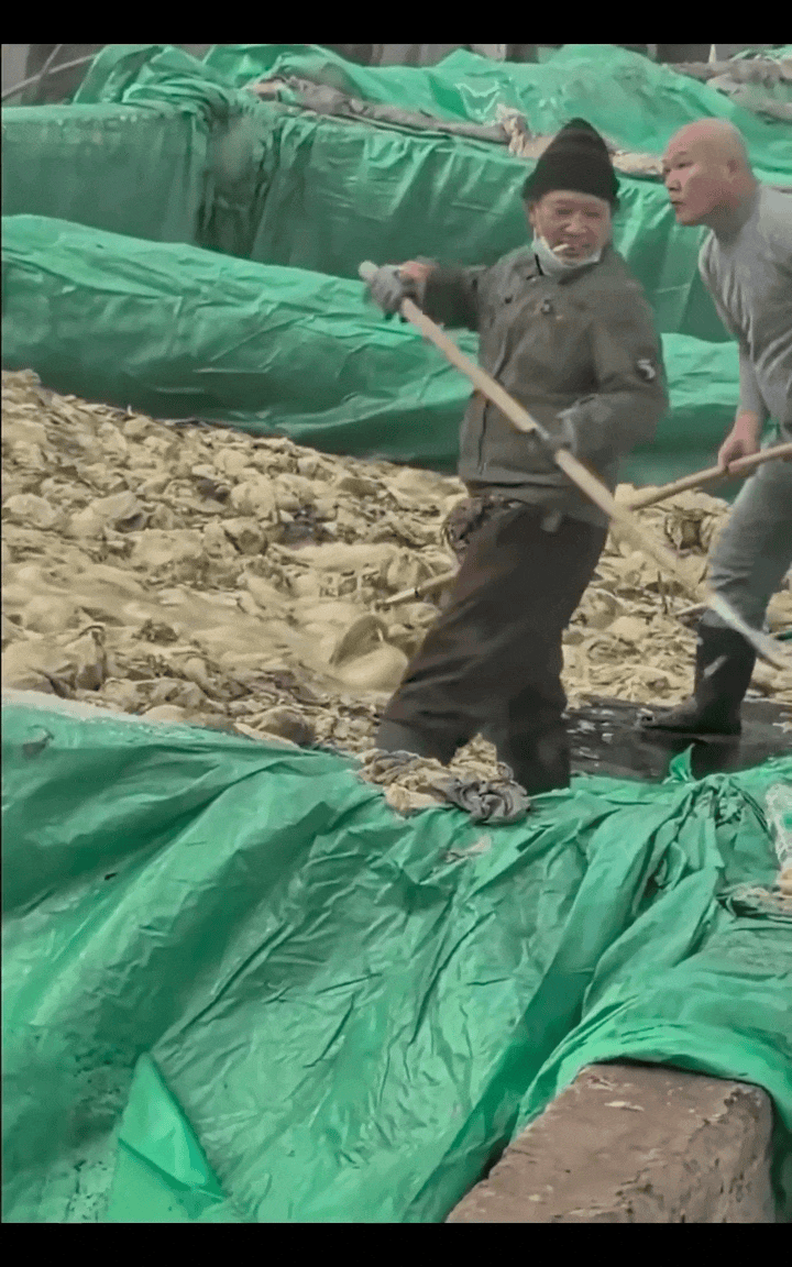 [뉴시스] 절임배추 작업자가 작업 중 담배를 피우고 침을 뱉는 등 몰상식한 행동을 하고 있다. (영상=X) 2025.10.28 *재판매 및 DB 금지