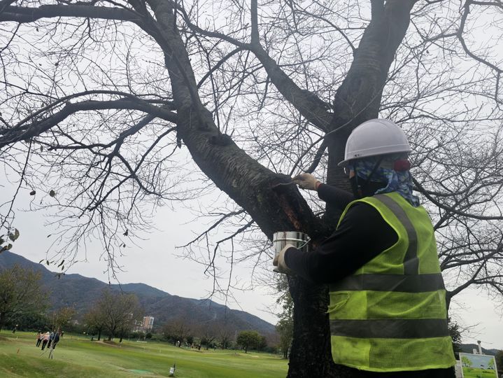 [밀양=뉴시스] 밀양파크골프장에서 수목 외과수술을 진행하고 있다. (사진= 밀양시 제공) 2025.10.28. photo@newsis.com *재판매 및 DB 금지