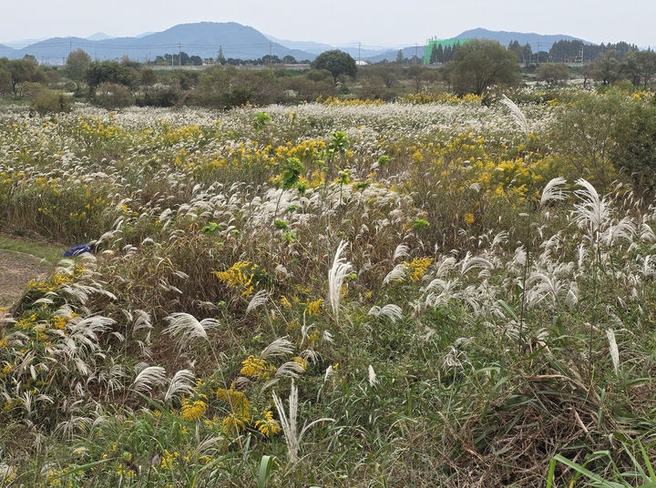 [광주=뉴시스] 광주 장록습지에 노랗게 꽃을 피우고 있는 생태계교란식물 양미역취. (사진=영산강환경청 제공) 2025.10.28. photo@newsis.com *재판매 및 DB 금지