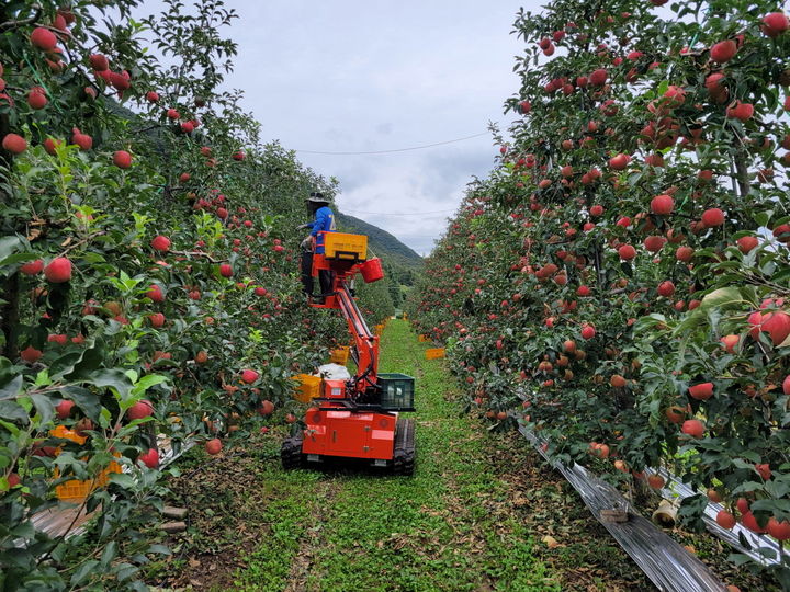 [포천소식]'포천사과 품평회·판매행사' 30일 개최 등