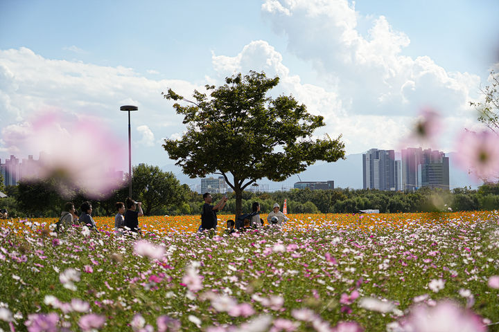 [대구=뉴시스] ‘2025 대구정원박람회’가 열린 금호강 하중도의 코스모스 군락(사진=대구시 제공) 2025.10.28 photo@newsis.com *재판매 및 DB 금지