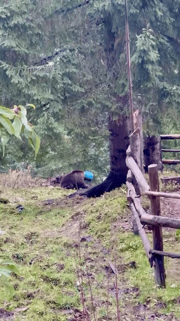 [뉴시스] 루마니아에서 어린 곰의 머리에 파란 통이 껴 고통받고 있다. (영상=데일리메일) 2025.10.27 *재판매 및 DB 금지