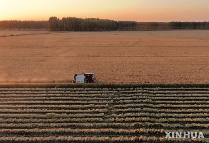 ([신화/뉴시스] 10월 중국 허베이성 당산시 벼수확