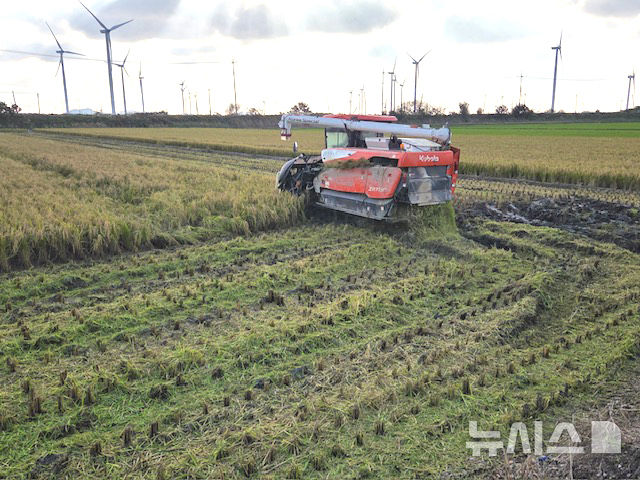 전남 영광 들녘에서 콤바인으로 벼를 수확과 동시에 볏짚을 잘게 잘라 농지에 환원하고 있다. (사진=영광군 제공) photo@newsis.com *재판매 및 DB 금지