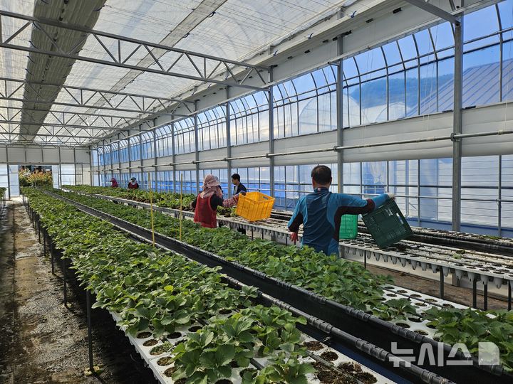 하동군, 집중호우 피해 농가에 보식용 딸기묘 2만5000주 공급