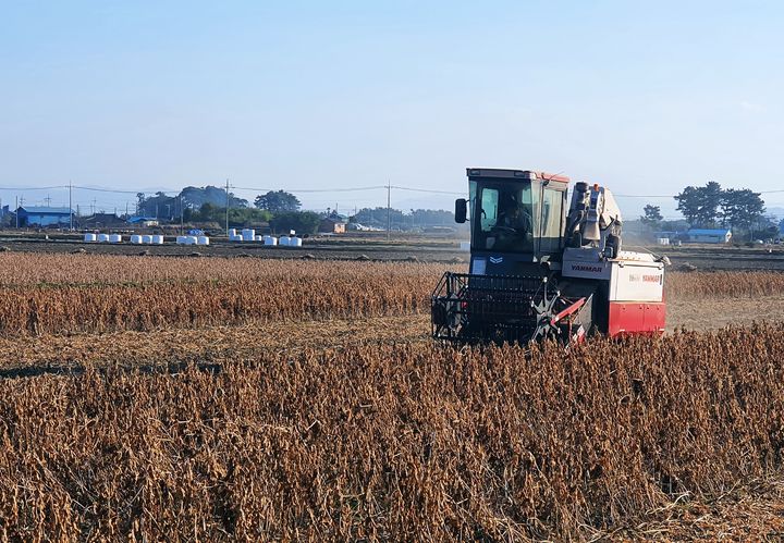 논콩 기계 수확 (사진=전북농기원 제공) *재판매 및 DB 금지
