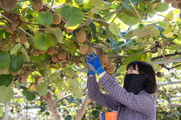 [진주=뉴시스]키위 수확.(사진=경남농업기술원 제공).2025.10.29.photo@newsis.com *재판매 및 DB 금지