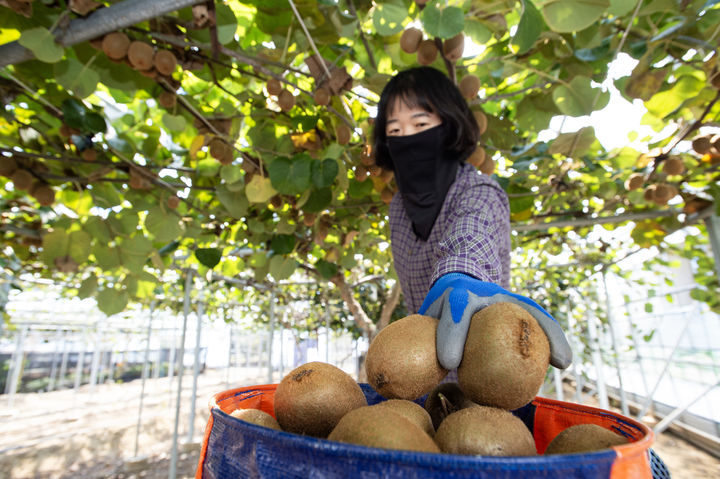 [진주=뉴시스]키위 수확.(사진=경남농업기술원 제공).2025.10.29.photo@newsis.com *재판매 및 DB 금지