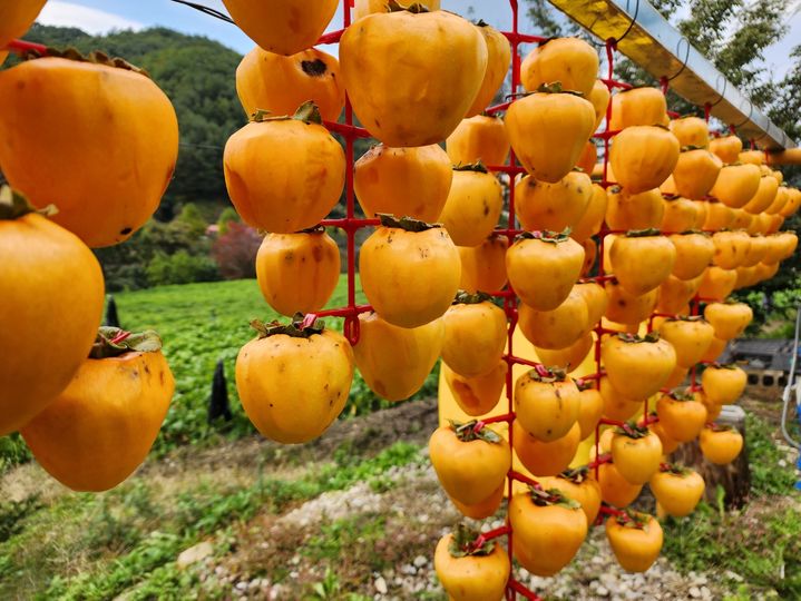 [강릉=뉴시스] 강릉지역의 한 농가에서 곶감을 만들기 위해 감을 말리고 있다.grsoon815@newsis.com *재판매 및 DB 금지