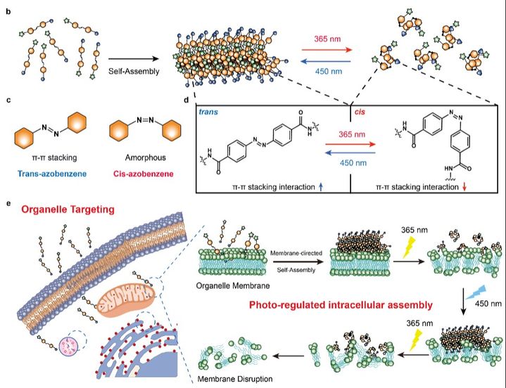 [울산=뉴시스] 구미현 기자 = 빛 파장에 따라 조립과 분해를 반복하는 광 스위칭 분자의 작동 원리 (사진=UNIST 제공) 2025.10.30. photo@newsis.com *재판매 및 DB 금지