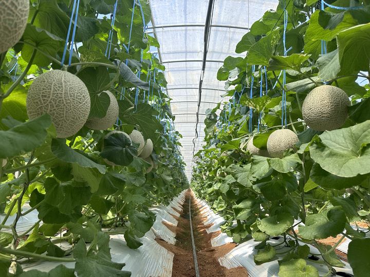 [세종=뉴시스] 한국농업기술진흥원(농진원)은 전남대학교와 함께 '2025년 농업기술 산학협력지원' 사업을 추진하고 있다고 30일 밝혔다. 사진은 미생물농법을 적용한 고창 메론농가. (사진=농진원 제공) 2025.10.30. photo@newsis.com *재판매 및 DB 금지