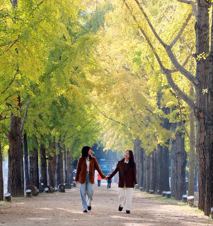 [괴산=뉴시스] 30일 충북 괴산군 양곡저수지에서 시민들이 노랗게 물든 은행나무길을 걷고 있다. (사진= 괴산군 제공) 2025.10.30. photo@newsis.com *재판매 및 DB 금지