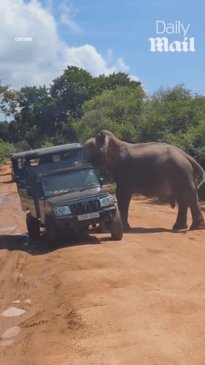 [서울=뉴시스] 사파리에서 코끼리가 관광객을 공격하는 모습 (영상=데일리메일) 2025.10.28. *재판매 및 DB 금지 *재판매 및 DB 금지