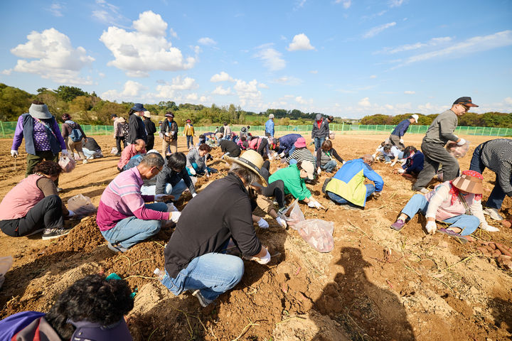 [세종=뉴시스] 한국농업기술진흥원(농진원)은 '2025 국제종자박람회'가 지난 24일 전북 김제 민간육종연구단지와 종자산업진흥센터에서 폐막했다고 30일 밝혔다. 사진은 고구마 수확체험 모습. (사진=농진원 제공) 2025.10.30. photo@newsis.com *재판매 및 DB 금지