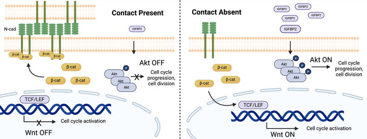 [서울=뉴시스] 세포 접촉에 의해 심근세포 증식 억제 기전 모식도. (사진=성균관대 제공) 2025.10.30. photo@newsis.com *재판매 및 DB 금지