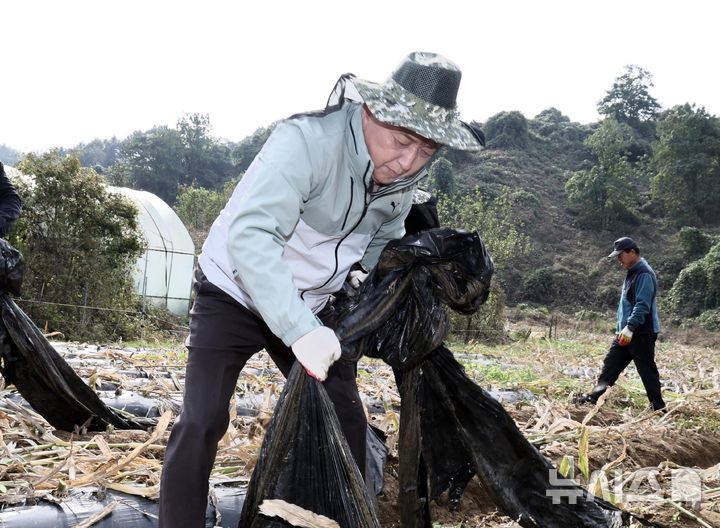 [옥천=뉴시스] 김영환 충북지사가 30일 옥천군 옥천읍 서정리 옥수수 농장에서 농업 부산물 제거 작업을 하고 있다. 김 지사는 작업 후 도시농부, 농가, 옥천군 도시농부 중개센터 관계자와 현장 간담회를 열고 애로사항을 들었다.(사진=충북도 제공) 2025.10.30. photo@newsis.com *재판매 및 DB 금지