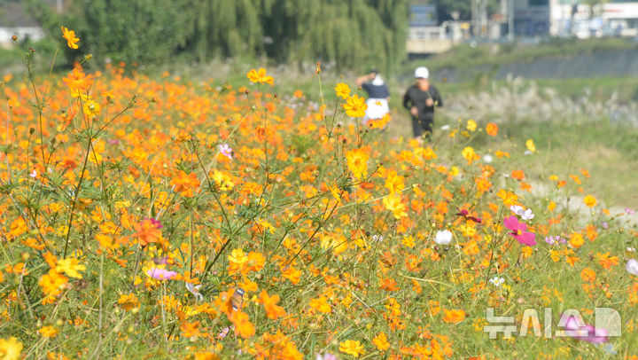 [전주=뉴시스] 김얼 기자 = 완연한 가을 날씨가 이어지고 있는 30일 전북 전주시 전주천변에 가을을 알리듯 코스모스가 피어나고 있다. 2025.10.30. pmkeul@newsis.com