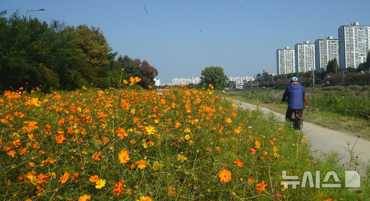 [전주=뉴시스] 김얼 기자 = 완연한 가을 날씨가 이어지고 있는 30일 전북 전주시 전주천변에 가을을 알리듯 코스모스가 피어나고 있다. 2025.10.30. pmkeul@newsis.com