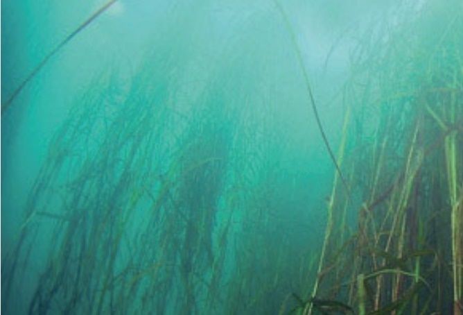 [통영=뉴시스] 신정철 기자= 주민들의 땀과 헌신으로 바다 속에 잘피꽃을 피운 경남 통영시 용남면 선촌마을 어촌계(계장 지욱철)가 31일 오후 3시부터 선촌마을 물량장에서 ‘제8회 선촌마을 잘피음악회’를 연다. 사진은 해양생태계보호구역으로 지정된 선촌마을 주변의 잘피 모습.(사진=선촌마을어촌계 제공).2025.10.30. photo@newsis.com *재판매 및 DB 금지