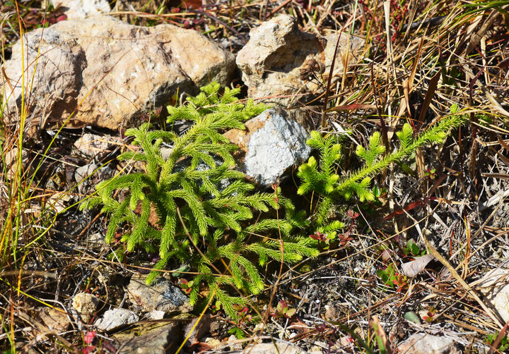 [목포=뉴시스] 암태도 자생 물석송. (사진=국립호남권생물자원관 제공) 2025.10.31. photo@newsis.com *재판매 및 DB 금지