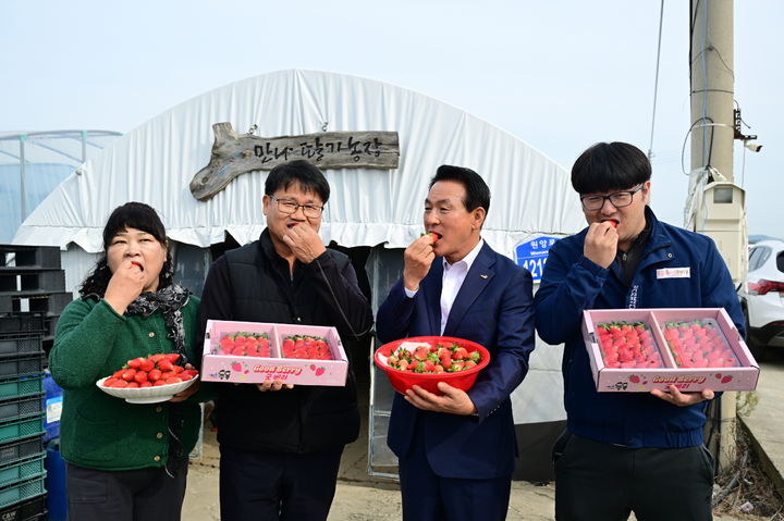 [논산=뉴시스] 논산딸기 신품종 '조이베리'가 첫 수확에 들어갔다. 백성현 논산시장이 첫 수확된 조이베리 딸기를 시식하고 있다. (사진=논산시 제공) 2025.10.31. photo@newsis.com *재판매 및 DB 금지