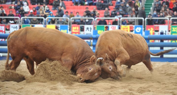 청도군 전국 민속 소싸움대회 (사진=청도군 제공) *재판매 및 DB 금지