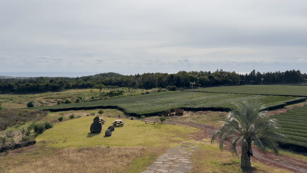 [제주=뉴시스] 김민성 기자 = 제주삼다수 탐정사무소 팝업스토어 바로 옆에 위치한 제주 수망다원 녹차밭 전경. 2025.10.30. kms@newsis.com. *재판매 및 DB 금지