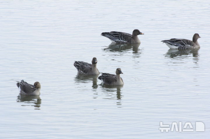 [의왕=뉴시스] 왕송호수에서 관찰된 큰기러기 무리.(사진=의왕시 제공).