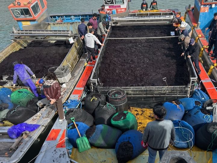 [진도=뉴시스]진도 곱창김 위판. *재판매 및 DB 금지