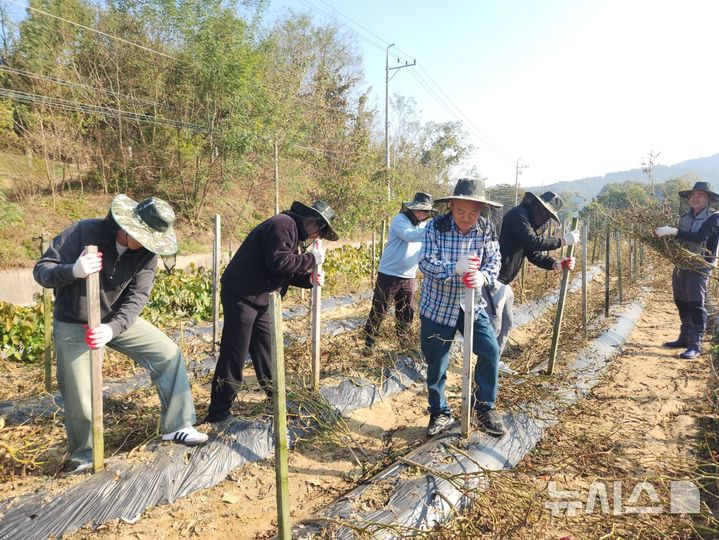 [음성=뉴시스] 충북 음성군 홍보실 일손돕기 봉사. (사진=음성군 제공) 2025.10.31. photo@newsis.com 