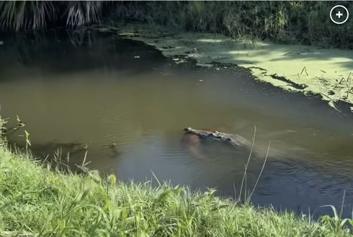 [서울=뉴시스]미국 플로리다의 한 운하에서 입에 개를 물고 가는 악어의 모습이 포착됐다. (사진출처: 뉴욕포스트 캡처) 2025.10.31.