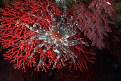 문어다리불가사리(Plazaster borealis). (사진=해양수산부 제공) *재판매 및 DB 금지